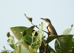 Acrocephalus stentoreus