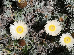 Helichrysum retortum