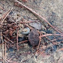 Myriapoda