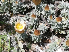 Helichrysum retortum