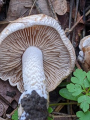 Hebeloma