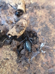 Gnaphosidae