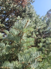Picea