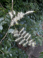 Copaifera officinalis