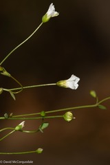 Linum catharticum