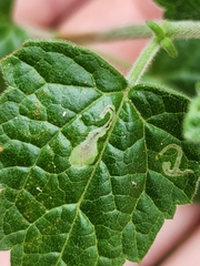 Calycomyza eupatorivora
