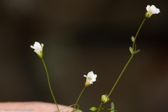Linum catharticum