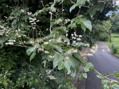Copaifera officinalis