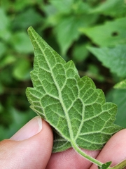 Calycomyza eupatorivora