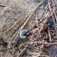 Myriapoda
