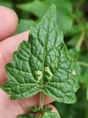 Calycomyza eupatorivora