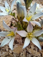 Gentianella multicaulis