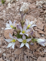 Gentianella multicaulis