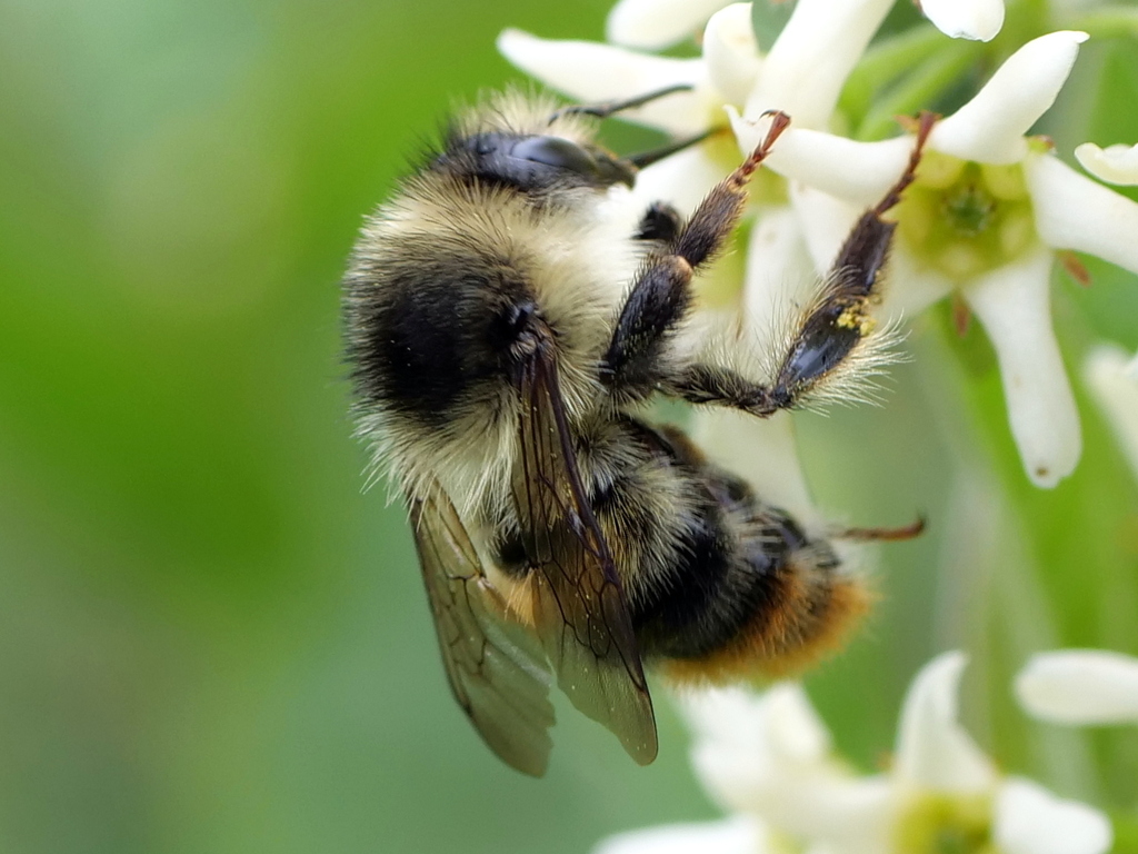 Shrill Carder Bee