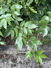 Copaifera officinalis