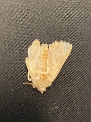 Misogada unicolor