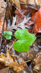 Hydrophyllum canadense