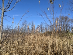 Typha latifolia