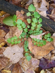 Cardamine pensylvanica