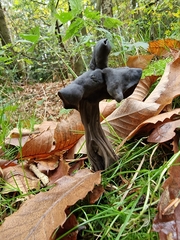 Helvella lacunosa