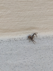 Xysticus verneaui
