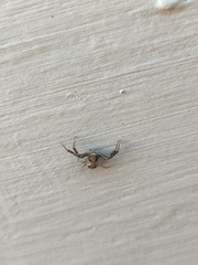 Xysticus verneaui