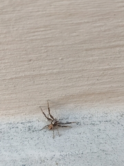 Xysticus verneaui