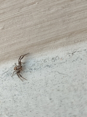 Xysticus verneaui