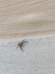 Xysticus verneaui