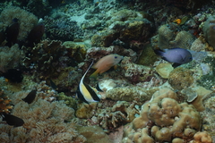 Dascyllus trimaculatus