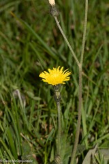 Pilosella officinarum