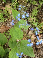 Brunnera