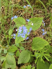 Brunnera