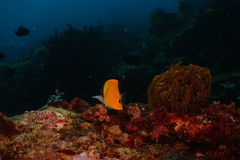 Forcipiger flavissimus