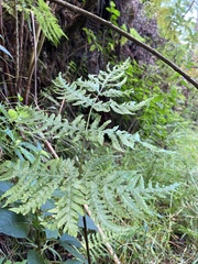 Tectaria gaudichaudii