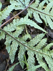 Tectaria gaudichaudii