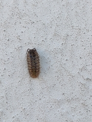 Isopoda