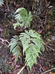 Tectaria gaudichaudii