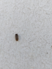 Isopoda