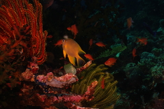 Amblyglyphidodon aureus