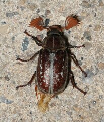 Polyphylla variolosa