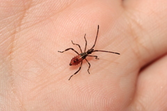 Leptoglossus occidentalis