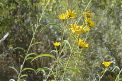 Helianthus maximiliani