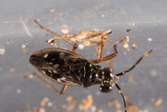 Chartoscirta elegantula