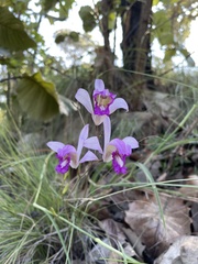 Bletia