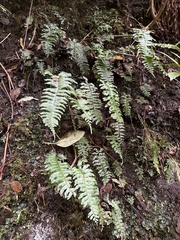 Hymenasplenium unilaterale