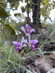 Bletia
