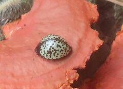 Aegithus burmeisteri