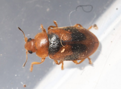 Coccidula scutellata