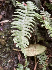 Hymenasplenium unilaterale